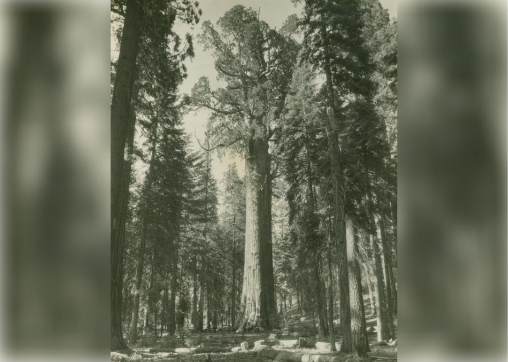 General Sherman Tree, Sequoia National Park, California